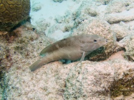 Coney IMG 5502